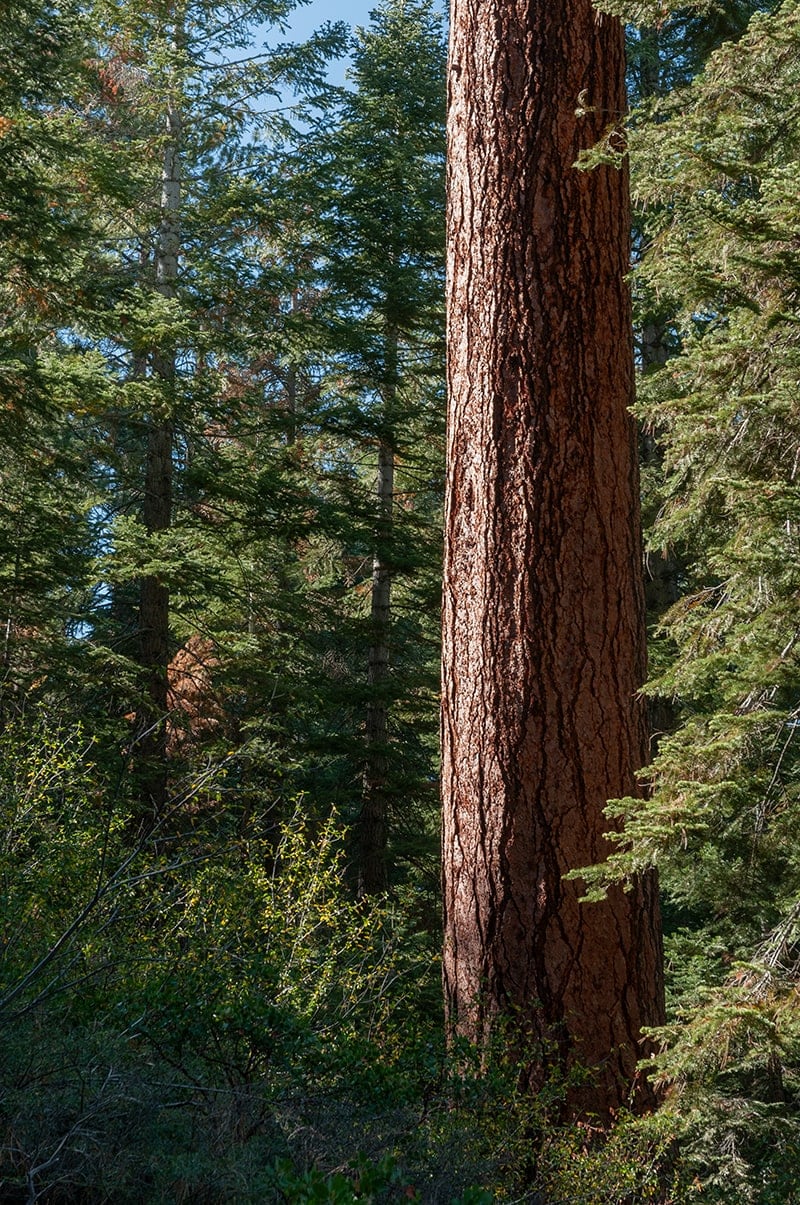 A tree in Yosemite NP symbolizing sustainability and natural harmony, reflecting Šumska's commitment to eco-conscious practices and design